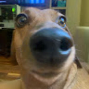 Meet your Posher, Sophi